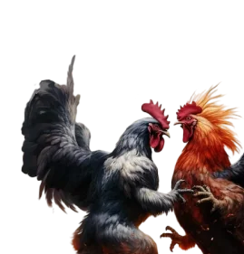 Trò chơi đá gà tại New88 - Trận đấu trực tiếp với cá cược thời gian thực